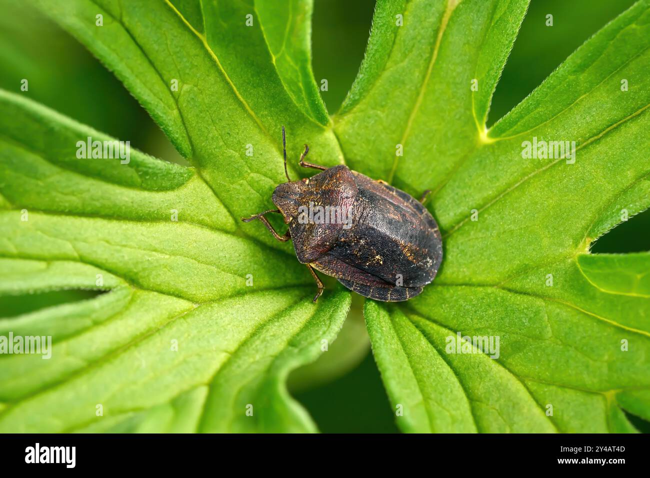 Cimice dello scudo delle tartarughe (Eurygaster testudinaria) al centro della foglia verde palmatamente lobata Foto Stock