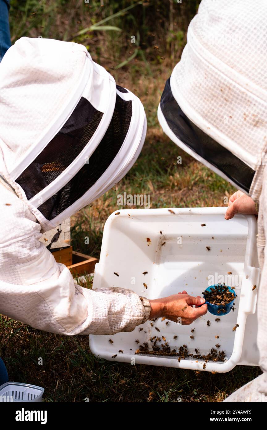Due apicoltori raccolgono api mellifere per testare gli acari della varroa Foto Stock