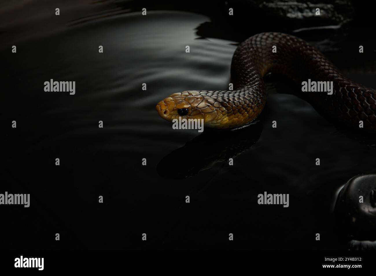 L'acqua calma contrasta con il potenziale di movimento improvviso del serpente, creando un'atmosfera tesa. Foto Stock