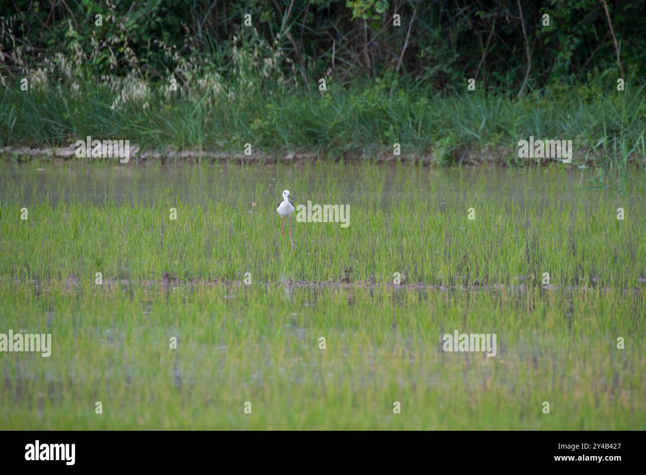 Trampolino alato nero che attraversa una risaia in Camargue, Provenza, Bouches-du-Rhône, nel sud della Francia, flora e fauna selvatiche e ecosistemi delle zone umide coltivate Foto Stock