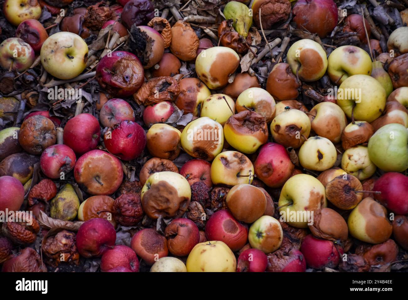 Mele danneggiate nella fossa di compost sul terreno in un meleto domestico Foto Stock