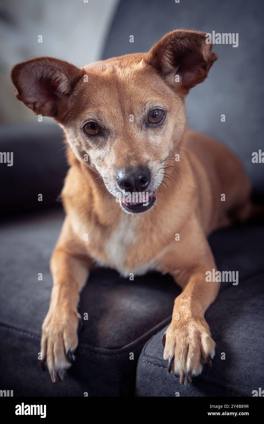 Primo piano di un cane marrone che sdraia su una sedia scura, con gli occhi e le orecchie espressive rivolti in avanti. Sfondo con messa a fuoco morbida Foto Stock