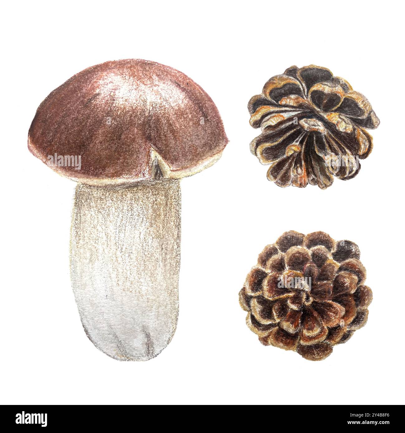 Funghi porcini e un acquerello con coni di pino isolato su bianco. Elemento di design botanico dipinto a mano di alta qualità, perfetto per carte e striscioni Foto Stock