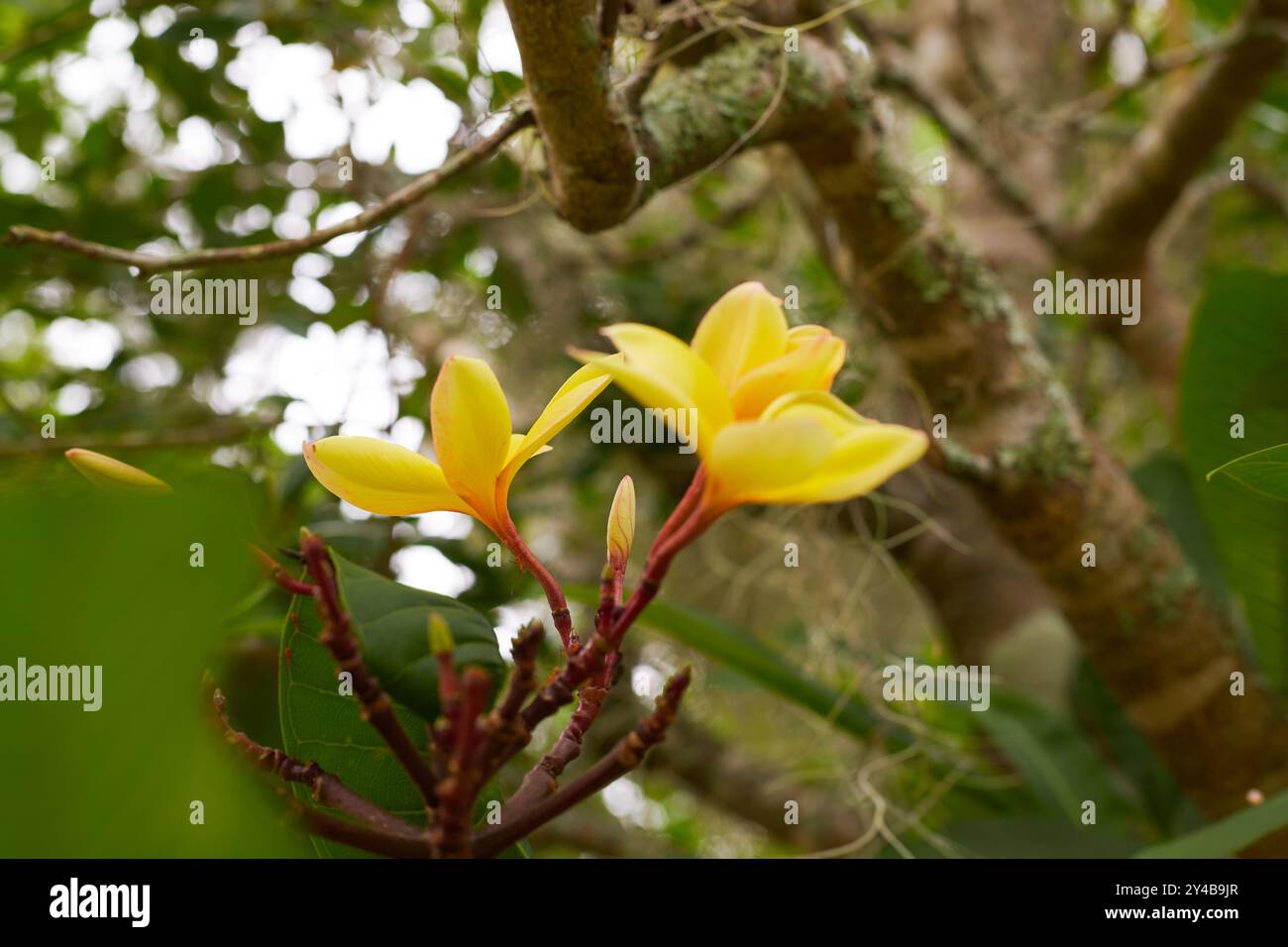 Piante Plumeria/Frangipani che crescono in vasi nel sud degli Stati Uniti, fiori sono utilizzati nella produzione del leis hawaiano! Foto Stock