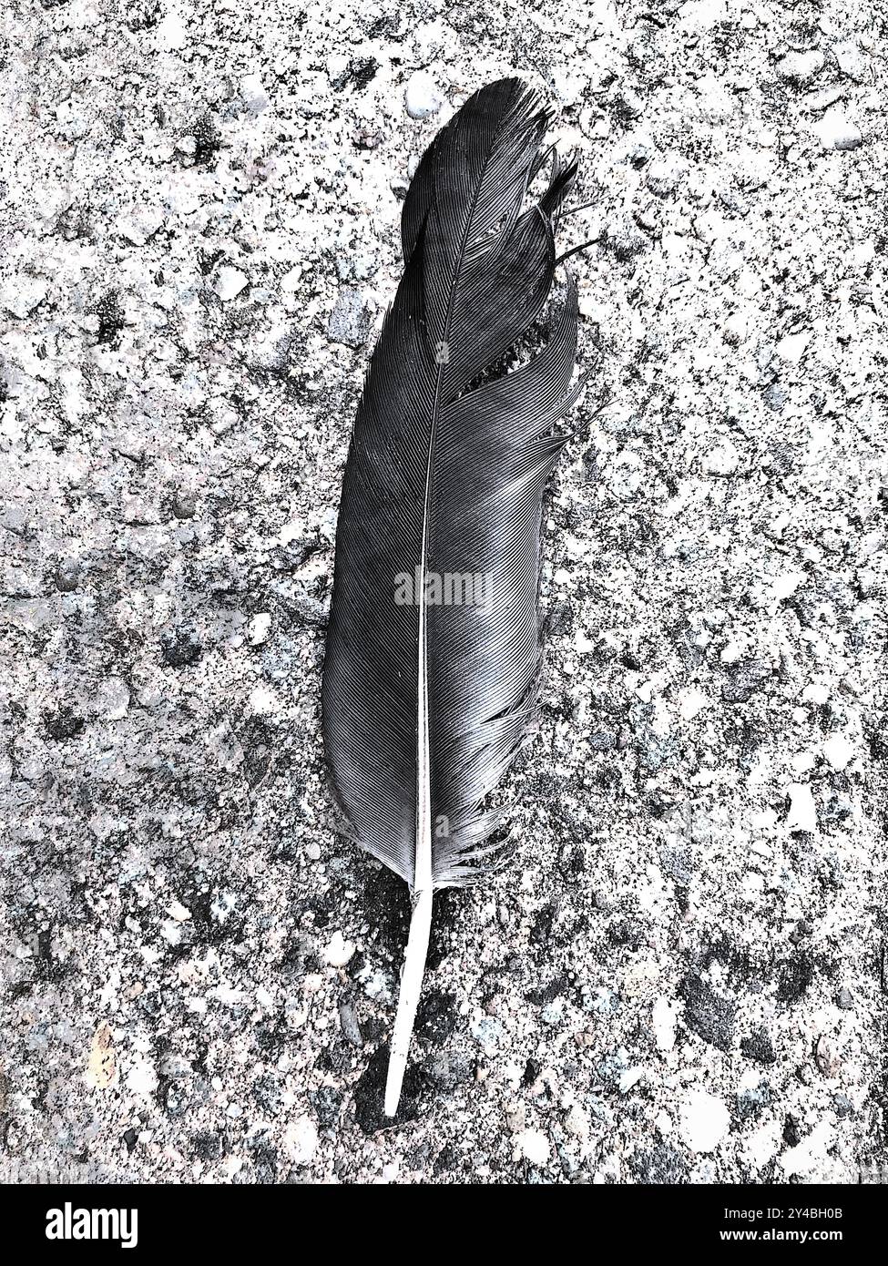 Spettacolare concept art in bianco e nero, piuma di uccello singolo, libertà, volo, spiritualismo, nativi americani, sciamanesimo, potere, forza, fiducia, onore Foto Stock