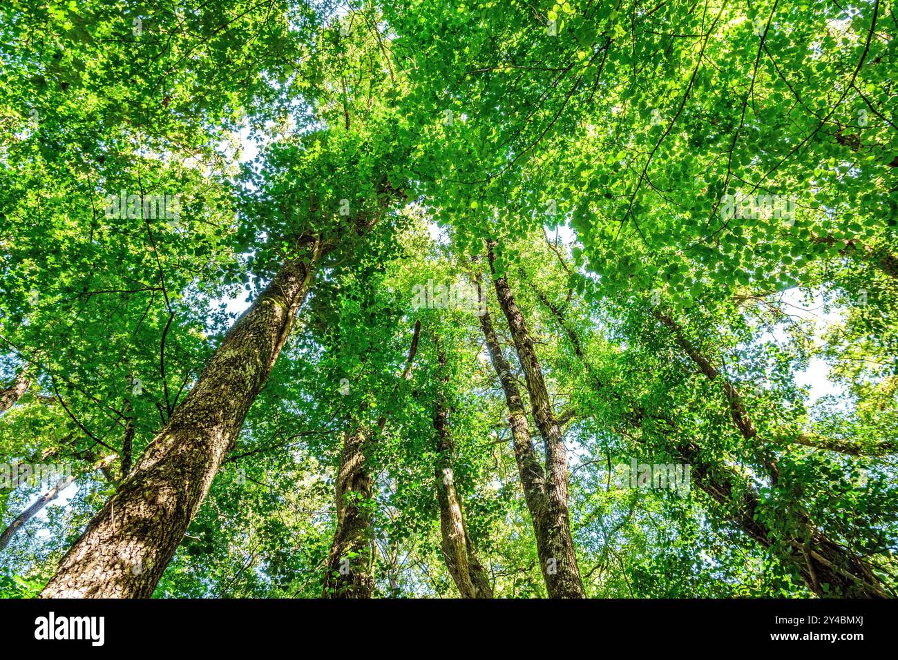 Bosco misto in tarda estate/inizio autunno - sud-Touraine, Francia centrale. Foto Stock