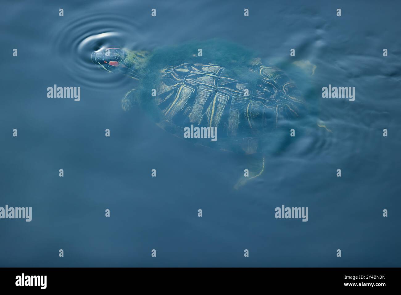 Tartarughe che nuotano nelle acque di Clear Creek Bayou all'Heritage Park di League City, Texas, Stati Uniti Foto Stock