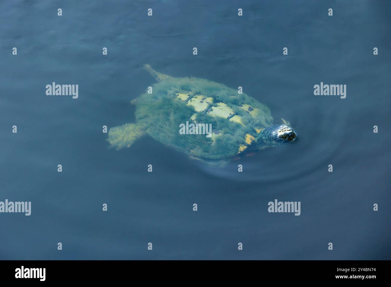 Tartarughe che nuotano nelle acque di Clear Creek Bayou all'Heritage Park di League City, Texas, Stati Uniti Foto Stock