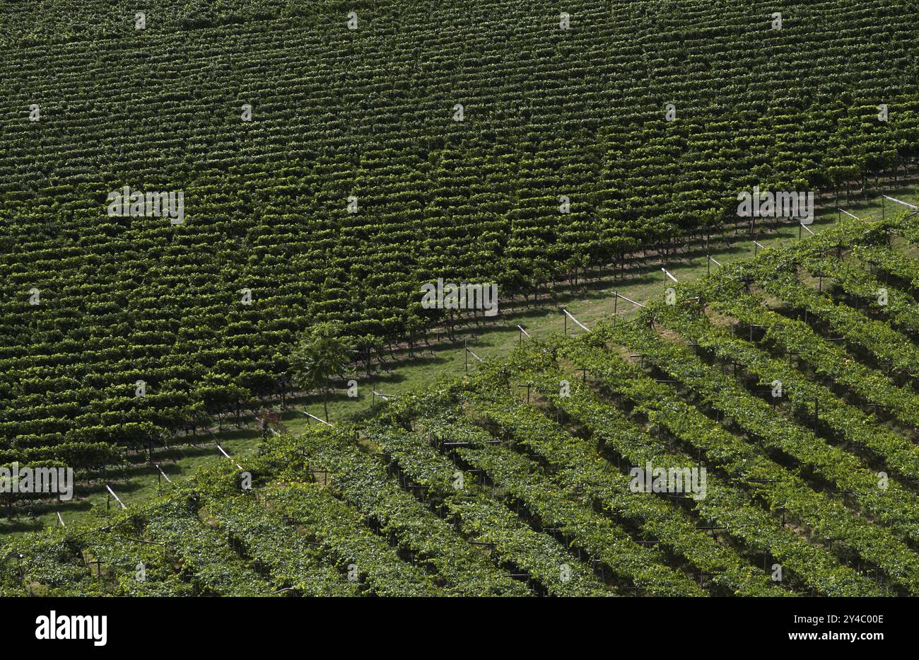 Viti, viticoltura, agricoltura, agroalimentare, scena, scena, alto Adige, Provincia Autonoma di Bolzano, Italia, Europa Foto Stock