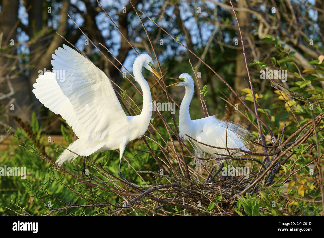 Two Great Egret (Ardea alba), sul Nest in primavera, Wakodahatchee Wetlands, Delray Beach, Florida, Stati Uniti, nord America Foto Stock