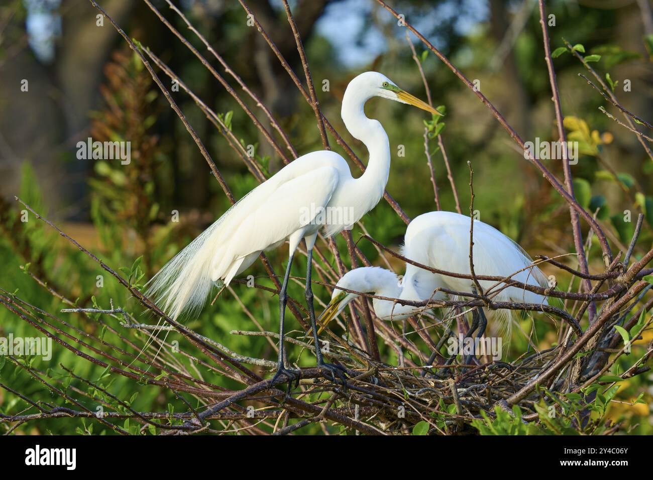 Two Great Egret (Ardea alba), sul Nest in primavera, Wakodahatchee Wetlands, Delray Beach, Florida, Stati Uniti, nord America Foto Stock