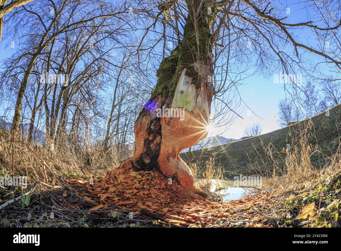 Binari di castoro su un albero, raggi del sole, Loisach-Lake Kochel Moor, Schlehdorf, Baviera, Germania, Europa Foto Stock