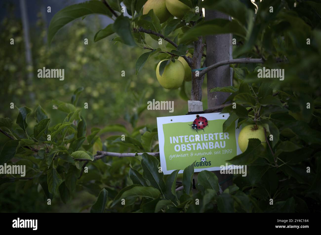 Logo, cartello, AGRIOS, gruppo di lavoro per la coltivazione integrata di frutta in alto Adige, ladybird, varietà di mele Granny Smith, mele, frutta integrata g Foto Stock