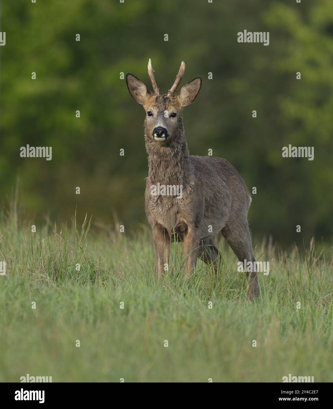 Roe Deer (Capreolus capreolus), roebuck con inizio cambio di capelli in piedi in un prato e guardando attentamente, fauna selvatica, Turingia, Germania, Europa Foto Stock