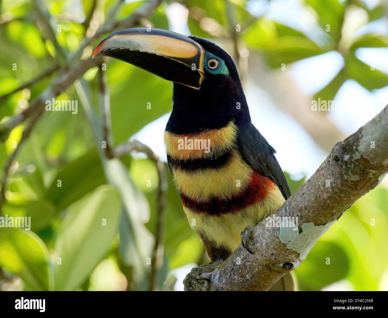 Aracari a più bande, Doppelbindenarassari, Aracari multibande, Pteroglossus pluricinctus, soköves arasszári, parco nazionale di Yasuní, Ecuador, America Foto Stock