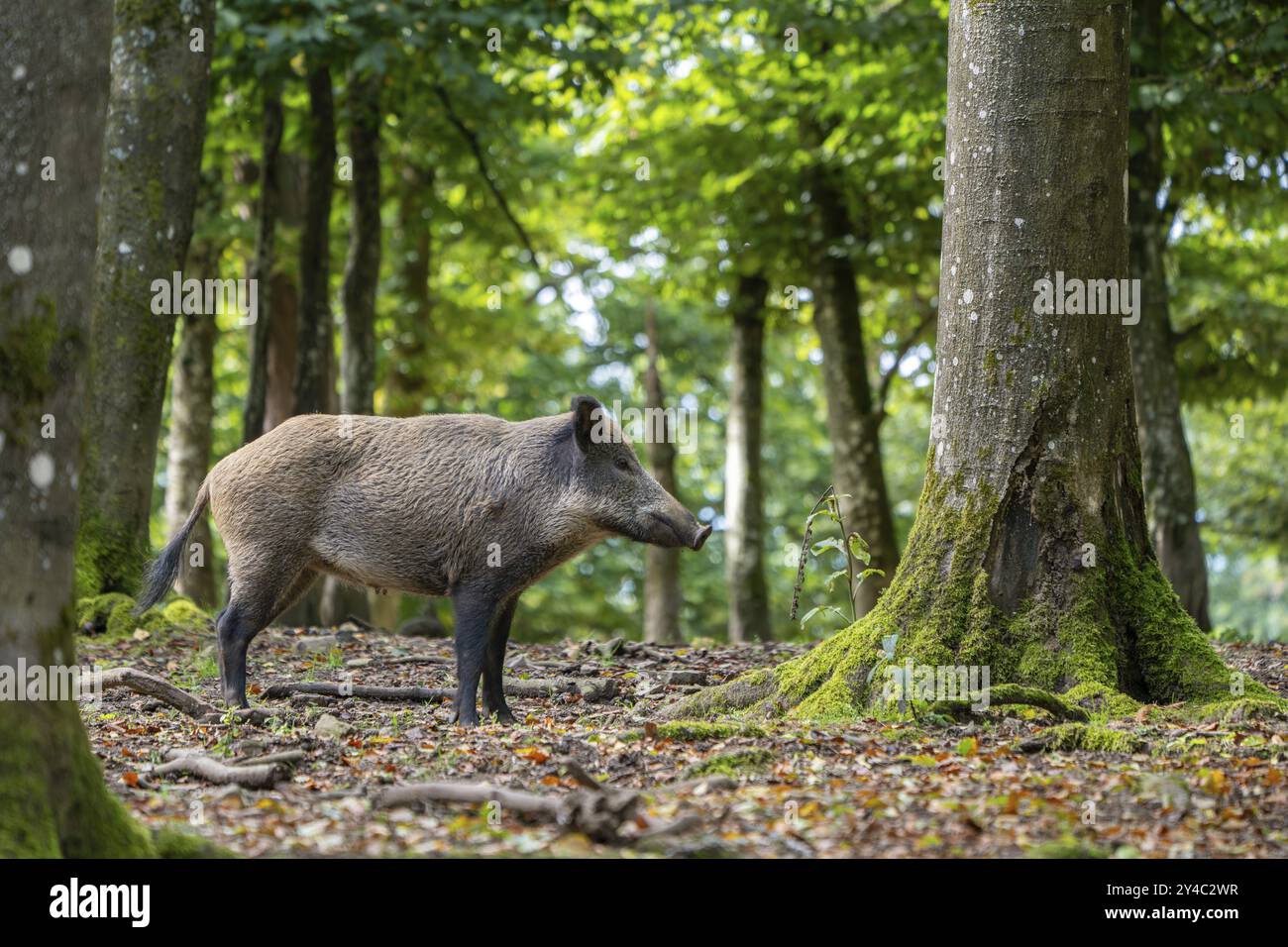 Cinghiale (Sus scrofa), Vulkaneifel, Renania-Palatinato, Germania, Europa Foto Stock