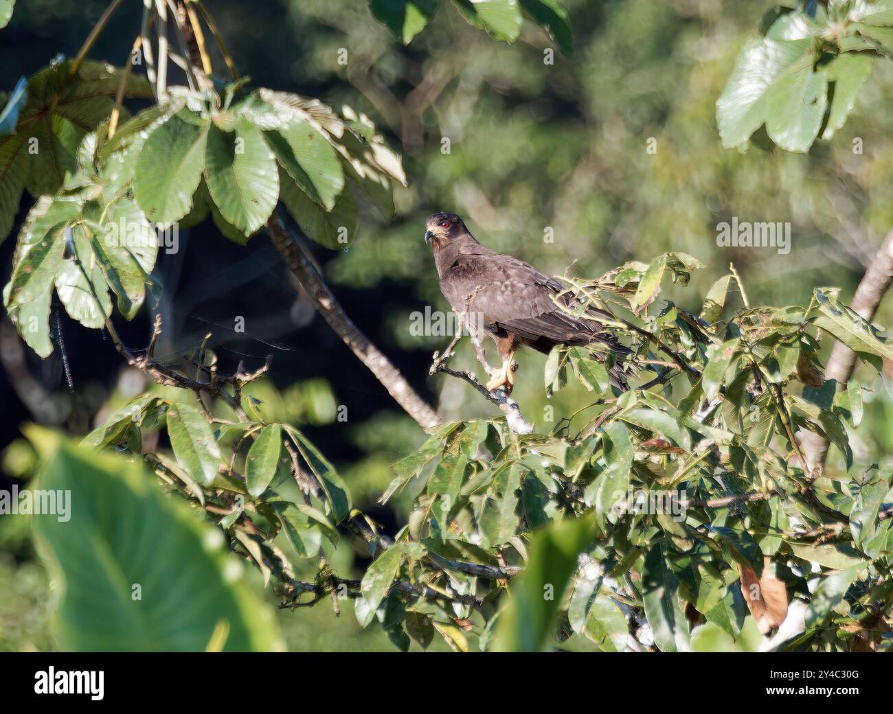 Lumaca, Schneckenbussard, Milan des marais, Rostrhamus sociabilis, szalagos csigászkánya, parco nazionale di Yasuní, Ecuador, Sud America Foto Stock