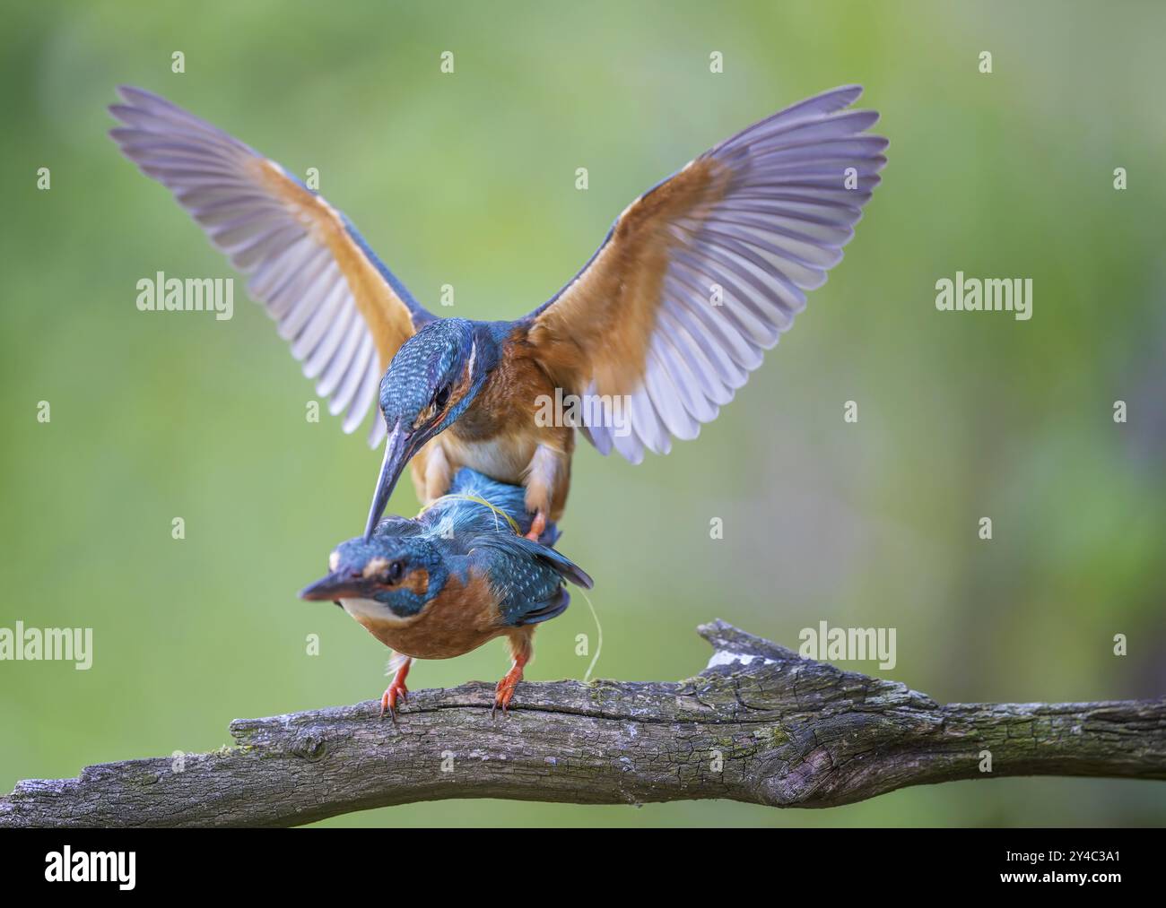 KingFisher (Alcedo atthis) femmina sul ramo, maschio in volo, coppia, accoppiamento, corteggiamento, interazione, cura del piumaggio, cura delle piume, preparazione, ricerca di f Foto Stock
