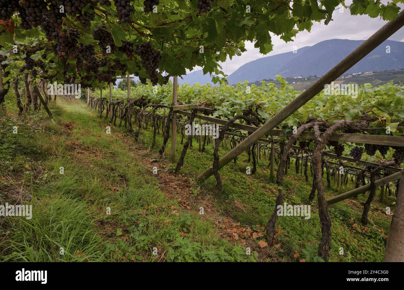 Uve mature, uve, rosse, appese alla vite, metodo di coltivazione della pergola, viticoltura, agricoltura, agroalimentare, scena, scena, alto Adige, Foto Stock