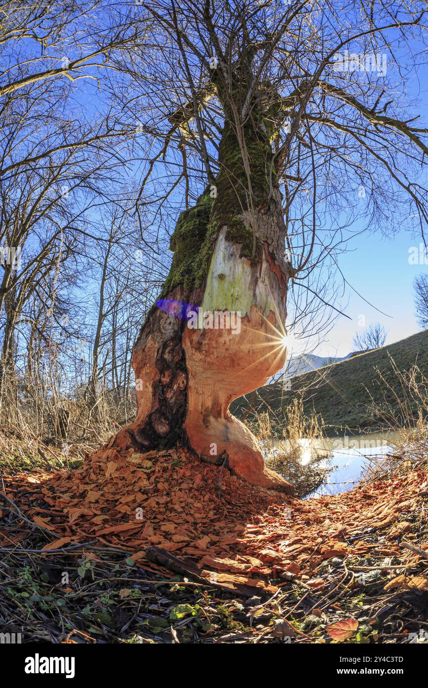 Binari di castoro su un albero, Loisach-Kochelsee Moor, Sonnenstrahlen, Schlehdorf, Baviera, Germania, Europa Foto Stock
