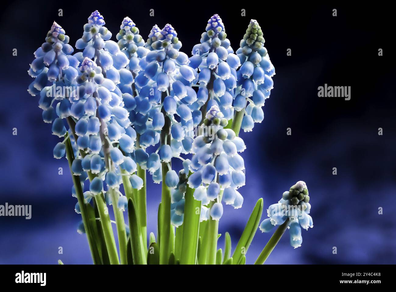 Giacinti d'uva, Muscari Armeniacum Foto Stock