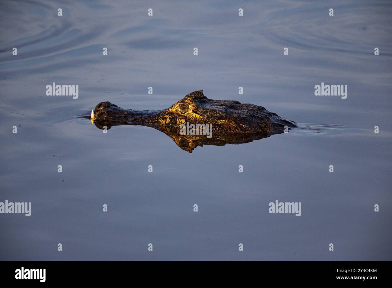 Caimano (Caiman Crocodilius) Panatanal Brasile Foto Stock