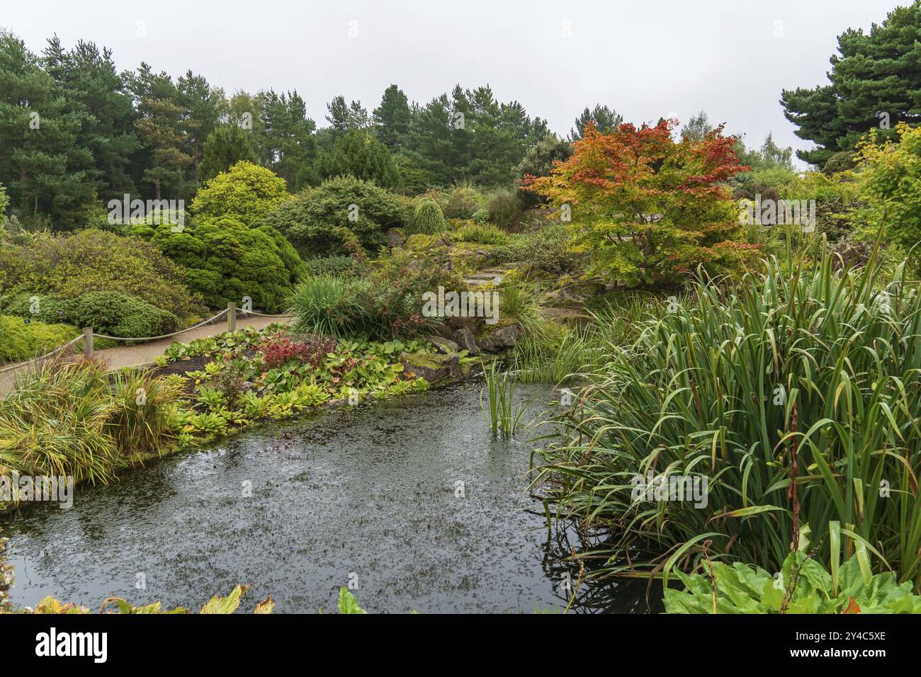 Un variegato giardino autunnale con laghetto e piante colorate, edimburgo, Scozia, Gran Bretagna Foto Stock