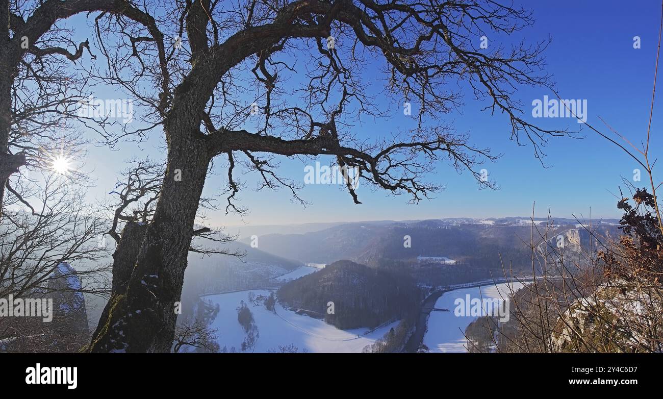 Quercia nella valle invernale del Danubio Foto Stock