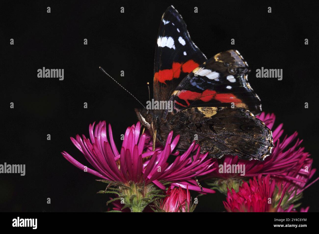 Ammiraglio su un nettare che beve aster Blossom Foto Stock