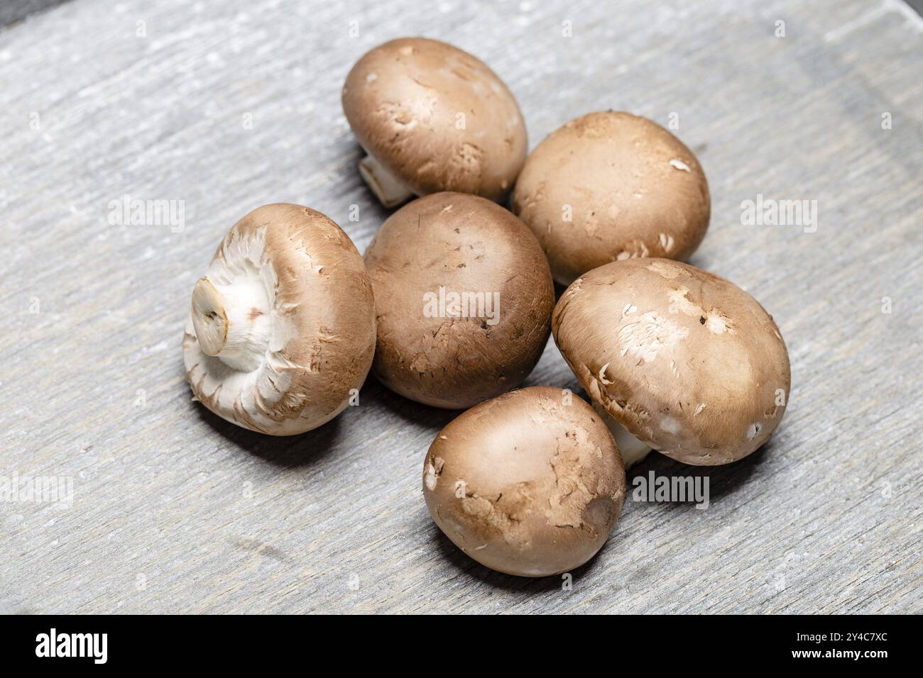 Champignon marrone su sfondo grigio, primo piano Foto Stock