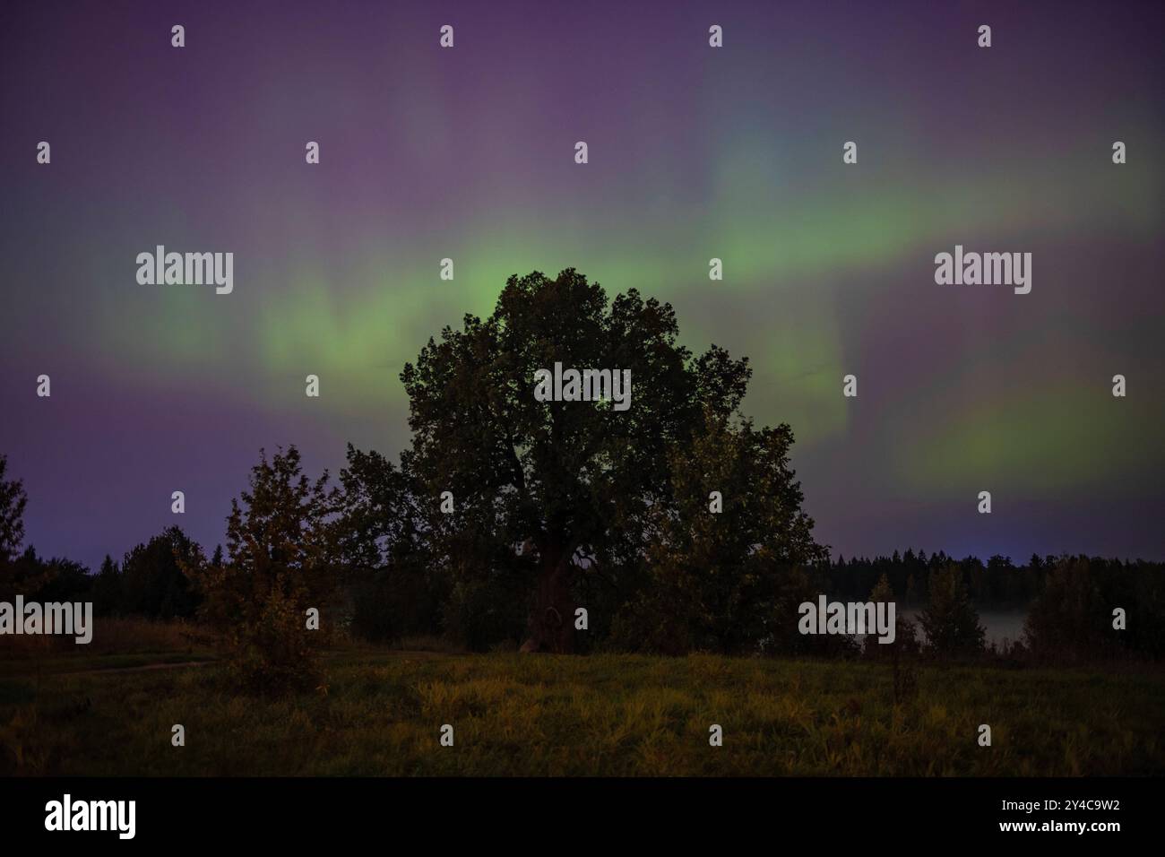 Aurora boreale (Aurora boreale) presso la quercia petiolata (Irinovka, quercia inglese) in una notte di settembre. Irinovka. Regione di Leningrado, Russia Foto Stock