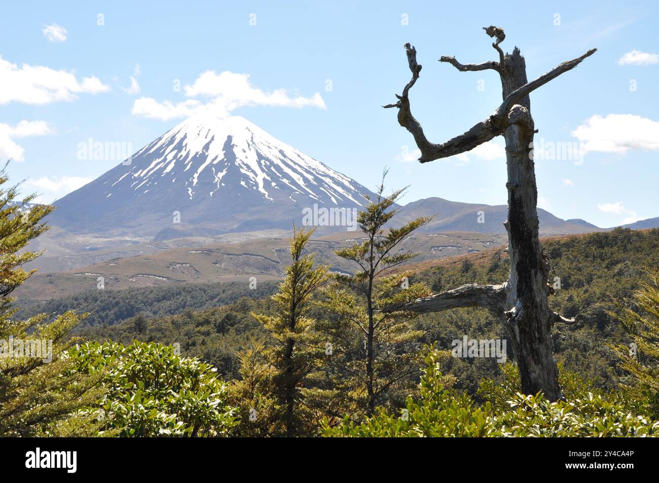 Il cono del vulcano del Monte Ngauruhoe con l'albero morto Foto Stock