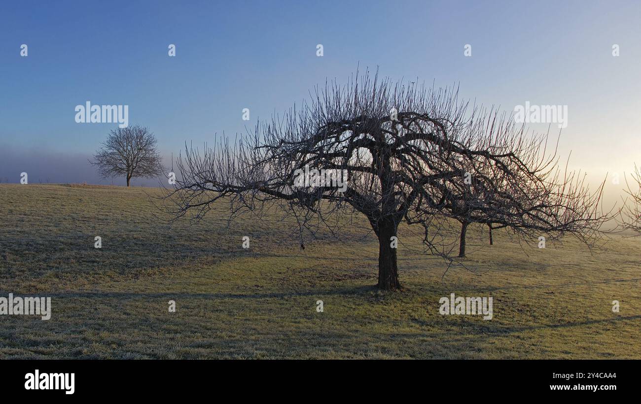 Albero di mele nel gelo di inverno Foto Stock