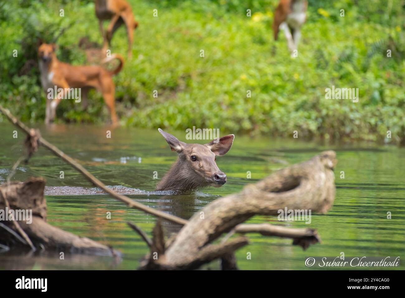 Cane selvatico che insegue un cervo di Sambar nel fiume nella foresta di Amaravathi Foto Stock