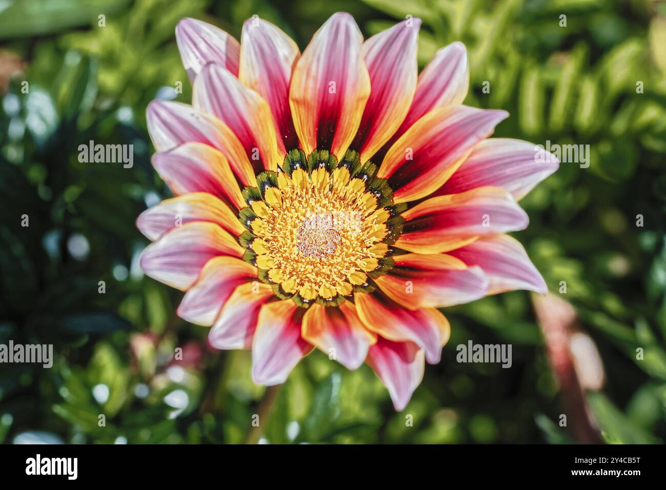 Bornholm daisy, Osteospermum ecklonis, Madeira, Funchal, Sudafrica, Africa Foto Stock