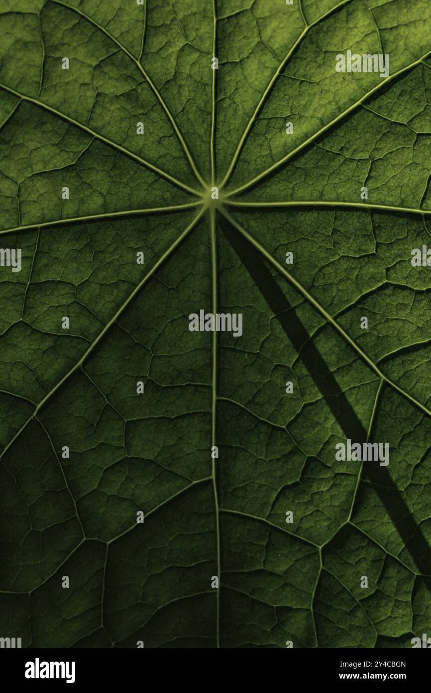 Superficie fogliare, struttura di un nasturzio Foto Stock