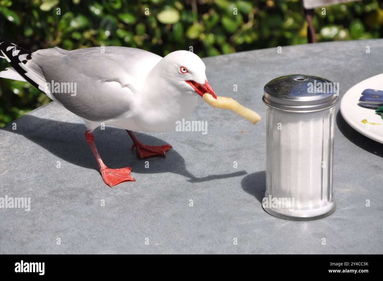 Il gabbiano marino a becco rosso "Chroicocephalus novaehollandiae scopulinus" ruba cibo accanto a un vaso di zucchero in un bar Foto Stock