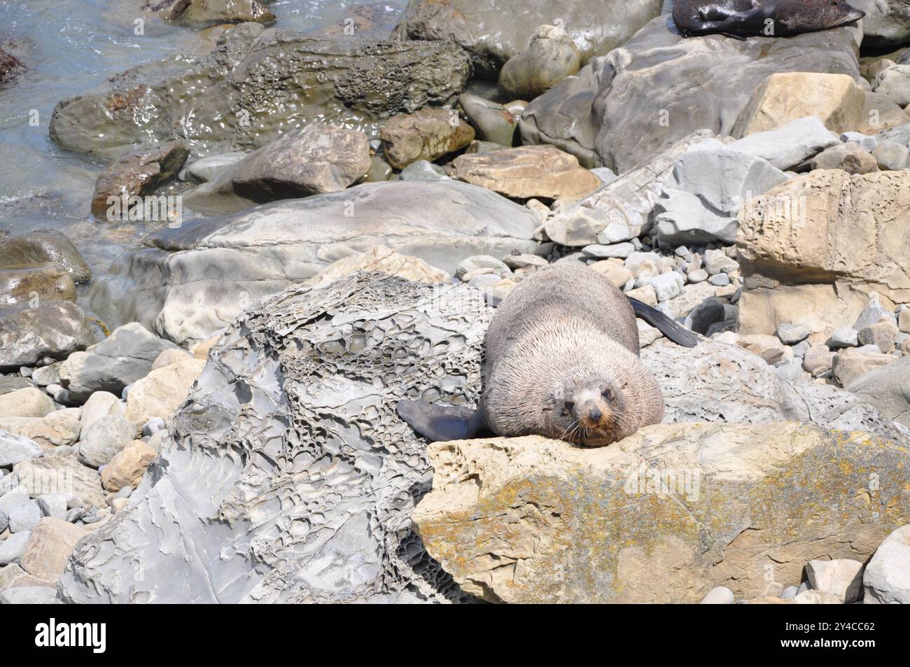 Foca dal naso lungo "Arctocephalus forsteri" che si crogiola sulle rocce della nuova Zelanda Foto Stock