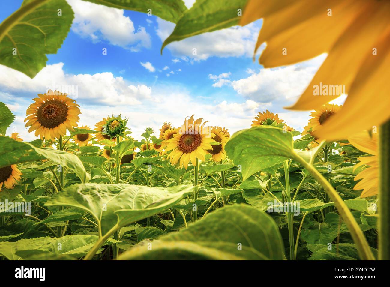 Nuvole bianche nel cielo blu sul campo dei girasoli Foto Stock