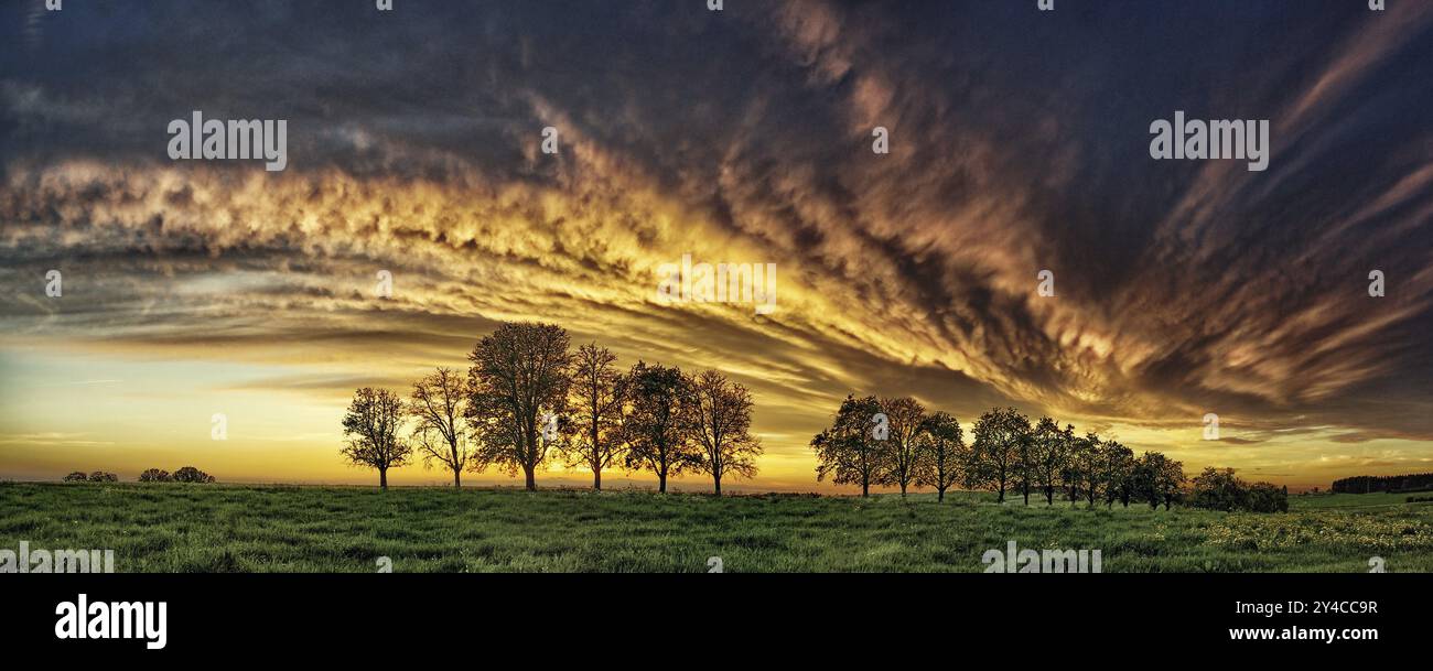 Panorama, fila di alberi all'avvicinarsi di una nuvola frontale Foto Stock