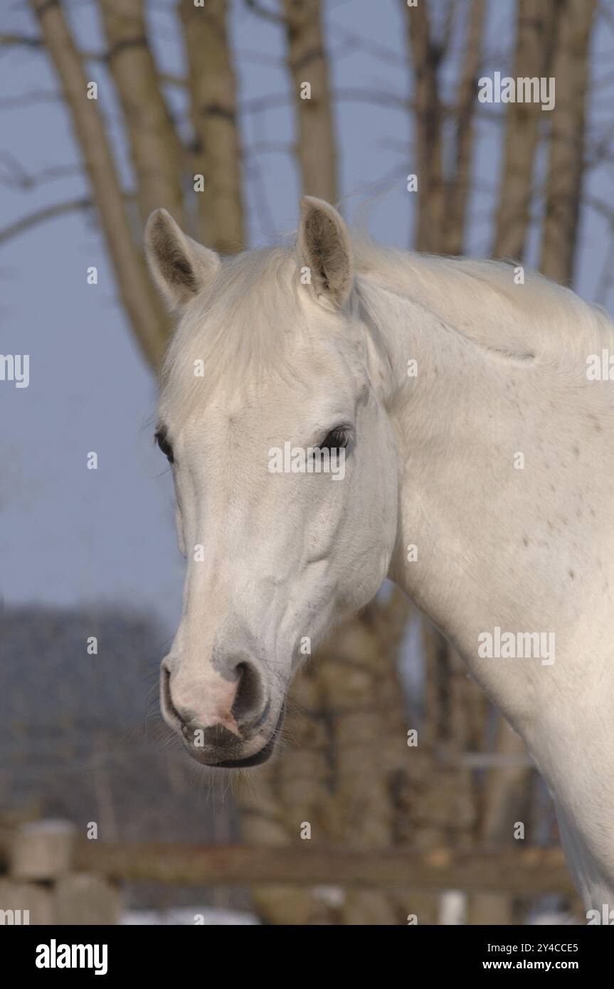 Bel cavallo, cielo di fronte al cielo blu e agli alberi Foto Stock