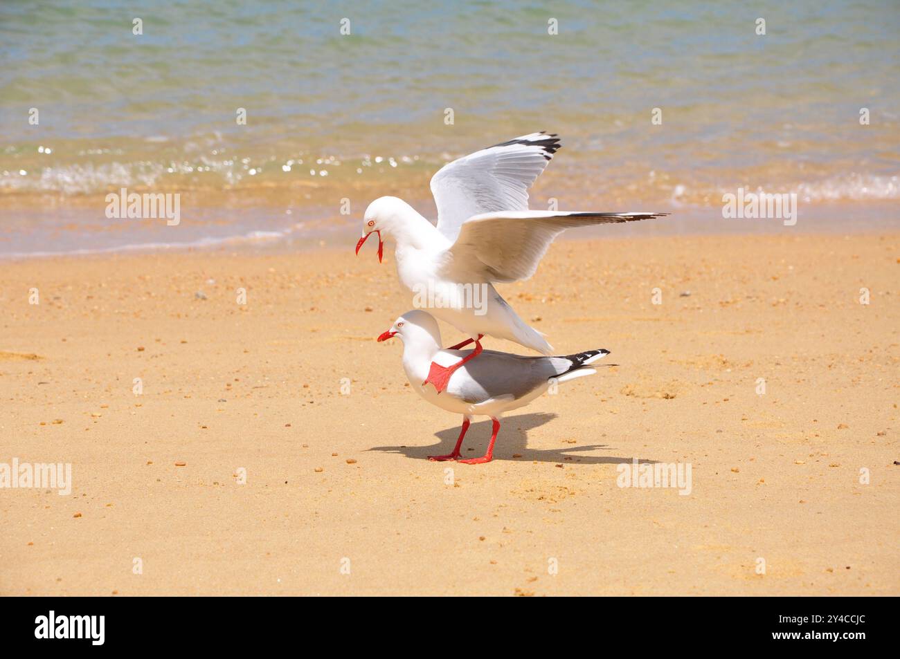 Maschi e femmine gabbiani dal becco rosso "Chroicocephalus novaehollandiae scopulinus" che si accoppiano su una splendida spiaggia selvaggia, 8 su 15 Foto Stock