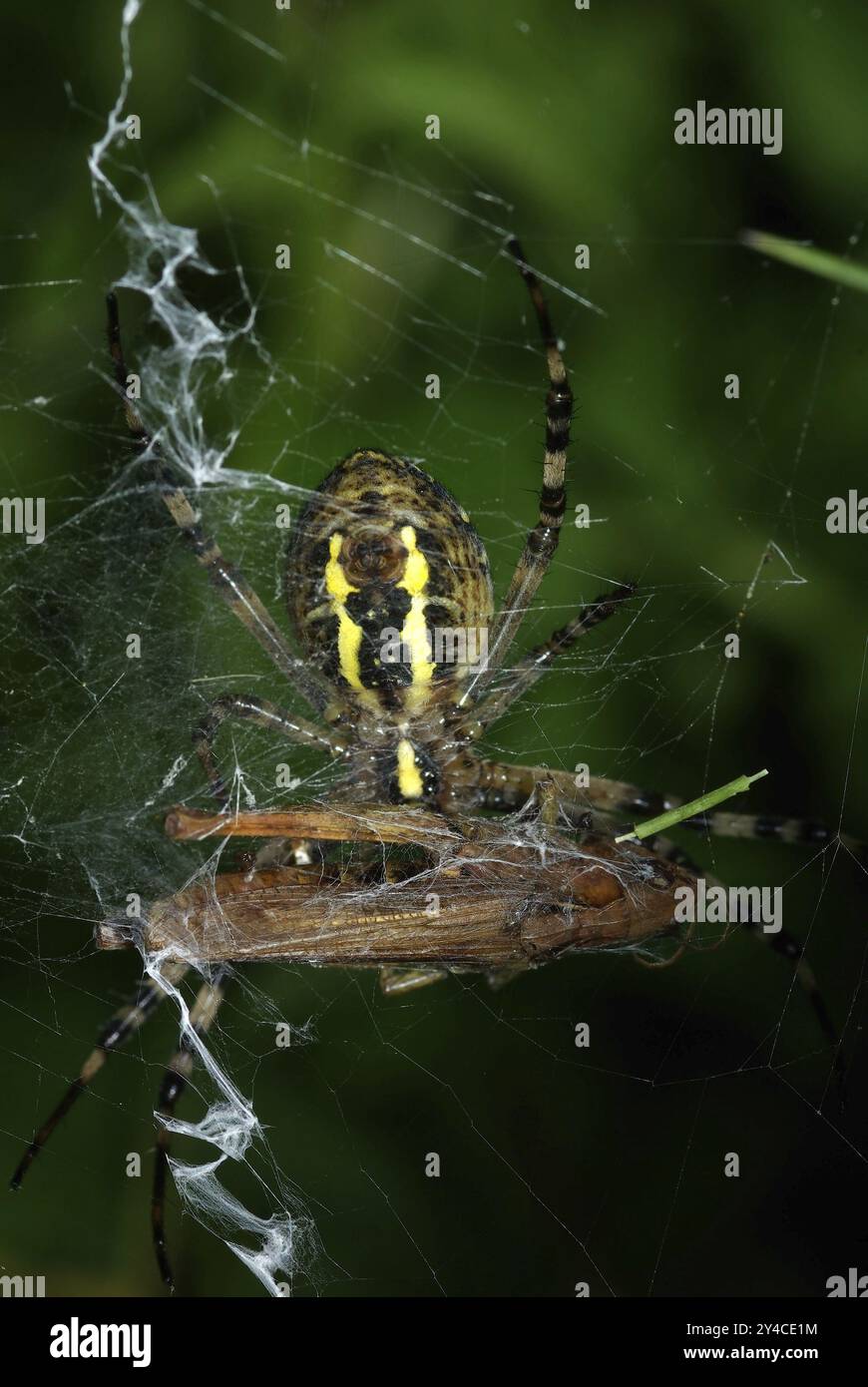 Ragno WASP con cavalletta a spirale come preda Foto Stock