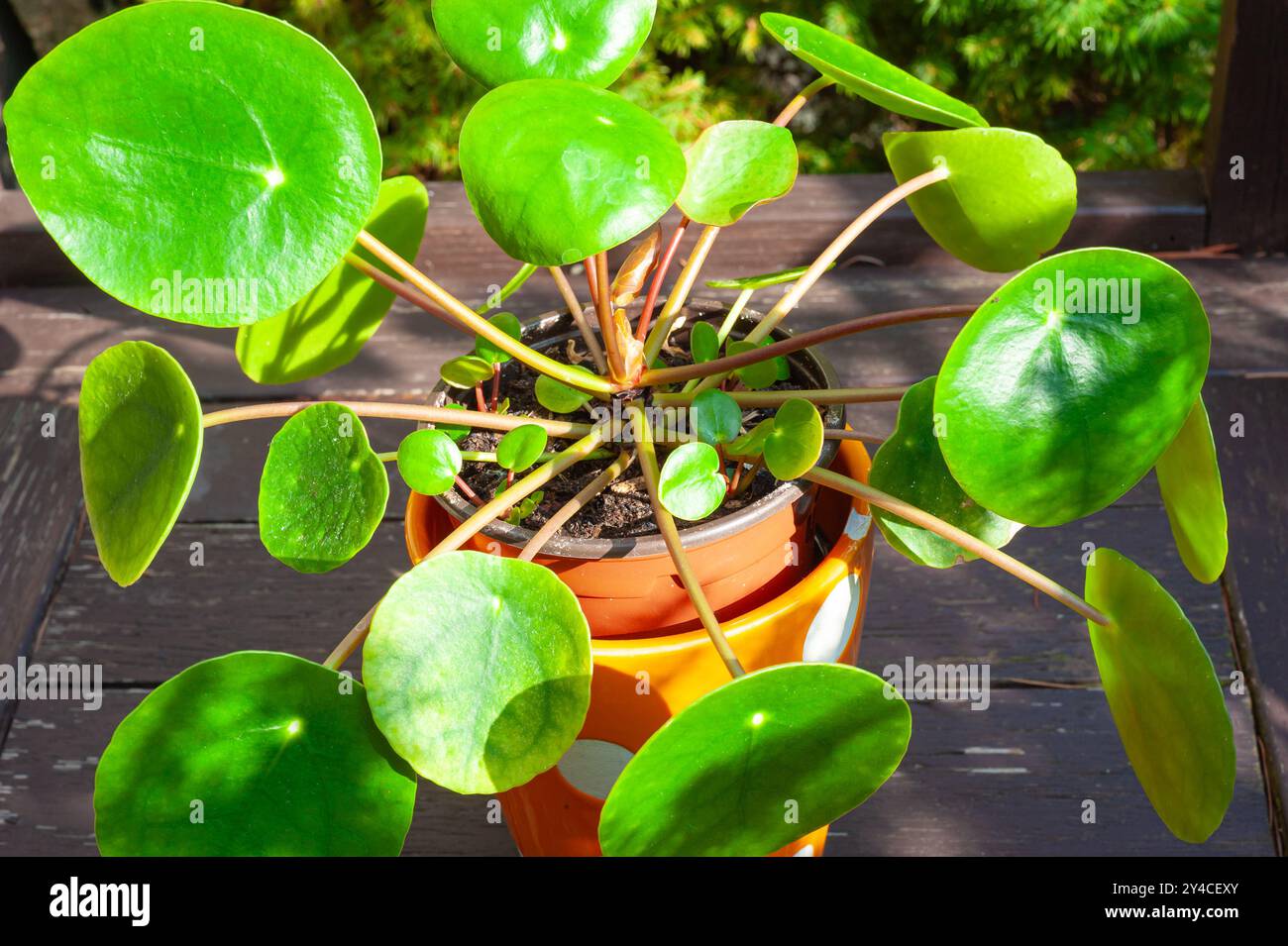 Immagine dettagliata delle foglie quasi rotonde e dei nuovi germogli della pianta cinese del denaro, nota anche come pianta dei pancake (Pilea peperomioides). Foto Stock