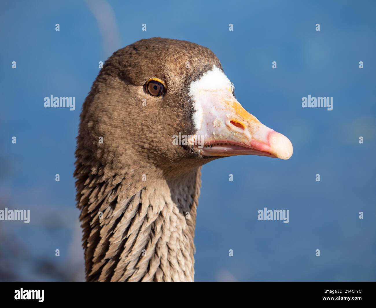 Porträt einer Schneegans (Anser caerulescens), Ritratto di un'oca delle nevi, Nordrhein Westfalen, Deutschland Foto Stock