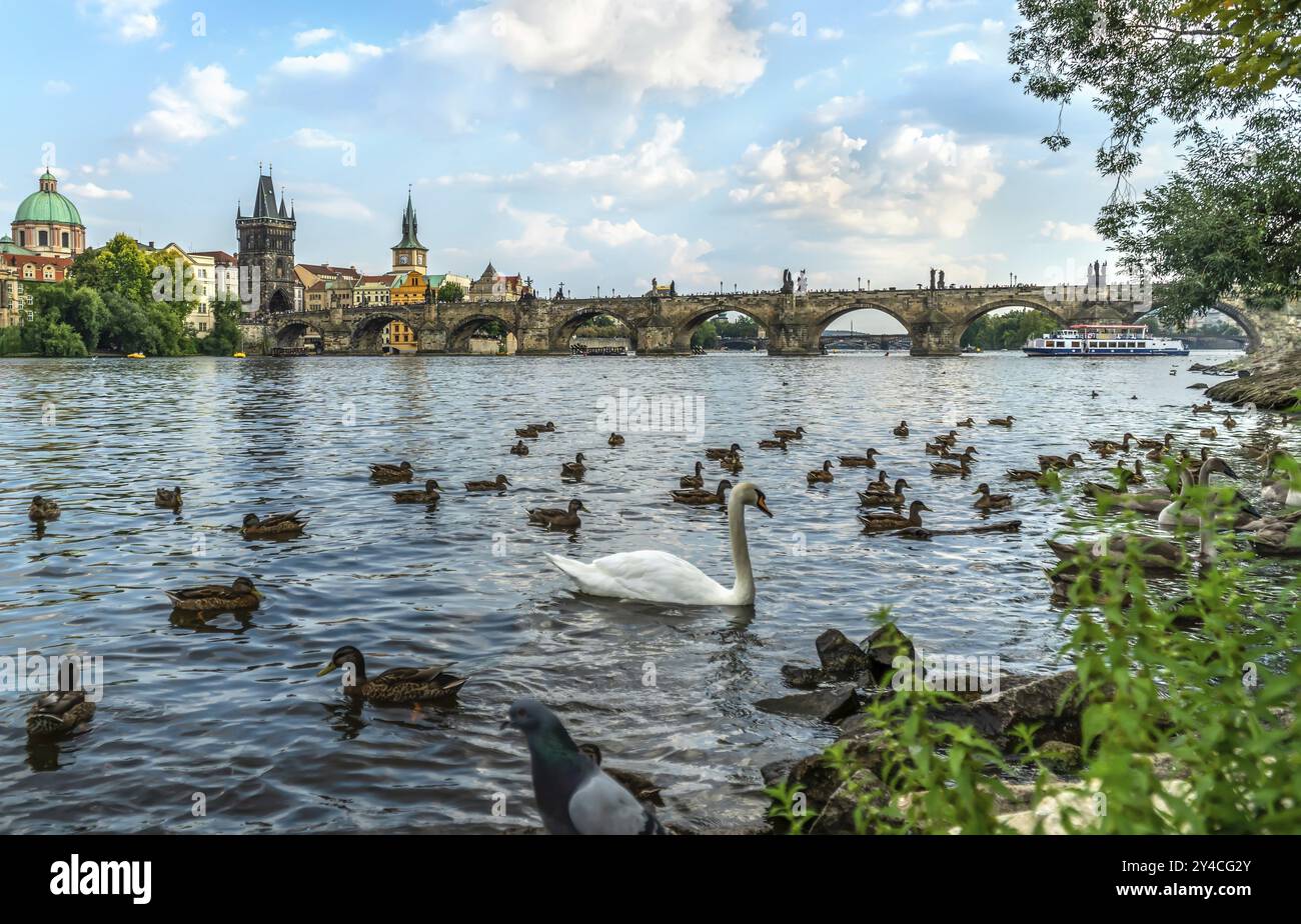 Cigni e anatre sul fiume Vltava vicino al Ponte Carlo a Praga Foto Stock