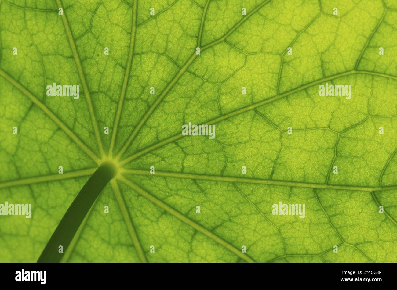 Vista dal basso della superficie delle foglie di un nasturtium Foto Stock