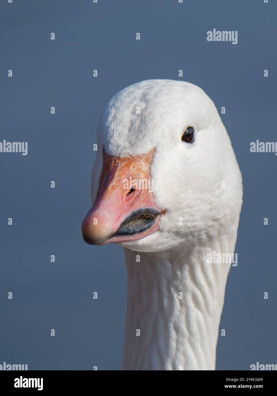 Porträt einer Schneegans (Anser caerulescens), Ritratto di un'oca delle nevi, Nordrhein Westfalen, Deutschland Foto Stock