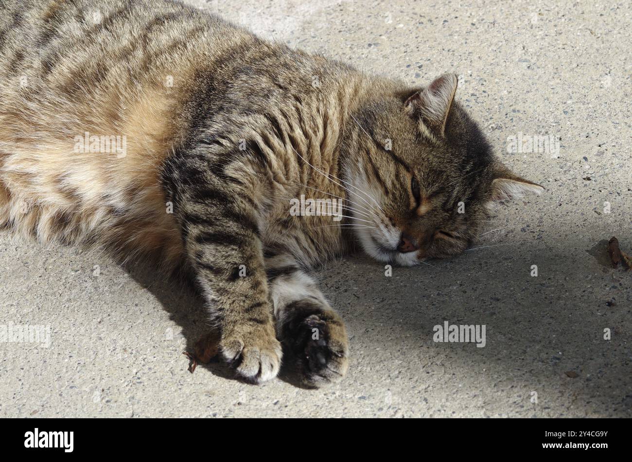 Il gatto della fattoria di Tabby riposa Foto Stock