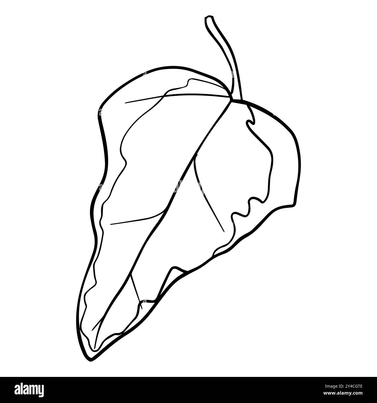 Grafica a foglia di edera. Disegnare la pianta dipinta con inchiostri neri. Fogliame di disegno lineare su isolato. Vettore stile line art per biglietti d'auguri Illustrazione Vettoriale